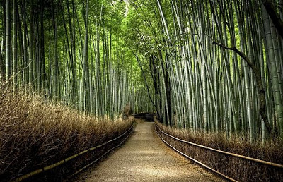 Jalan Bambu Arashiyama Di Jepang