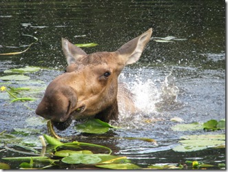 MOOSE eating Waterlillies 7-19-2011 11-29-59 AM 1600x1200