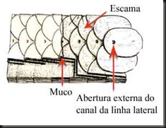 clip_image001