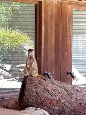 Meerkat at Symbio Wildlife Park Sydney 