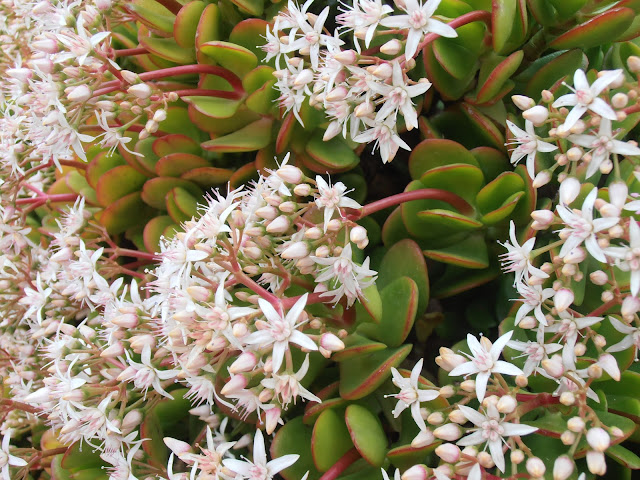 PLANTA-DE-JADE-Crassula-ovata