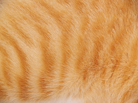 An orange tabby cat's fur_Adobe Stock