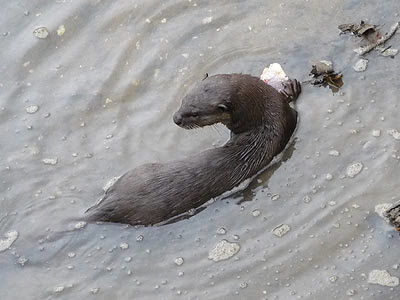 Smooth otter, Lutrogale perspicillata