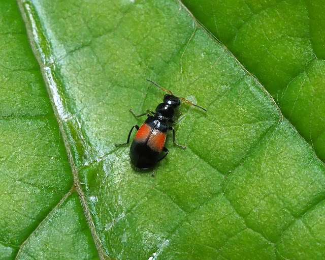 ヒロオビジョウカイモドキ　♀