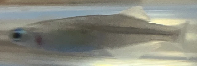 魔王メダカ 稚魚 240日目