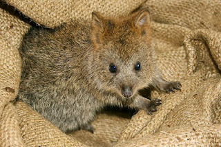 quokka