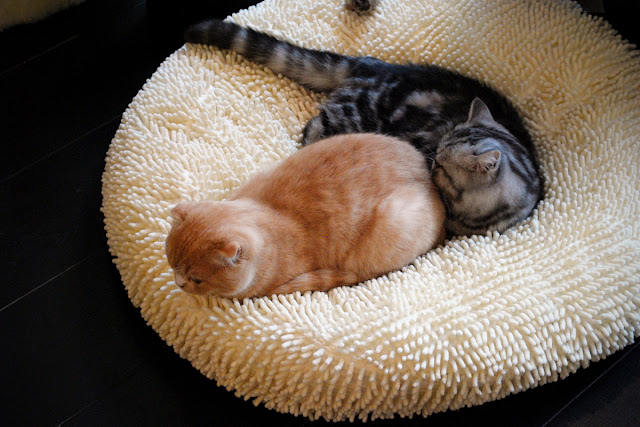 Theo and Pancake - The Cat in the Window Cafe Aberdeen