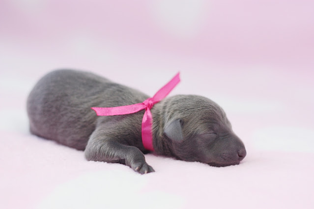 Italian Greyhound puppy