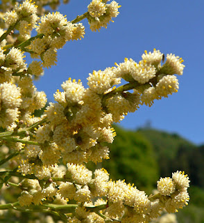 Baccharis articulata en flor