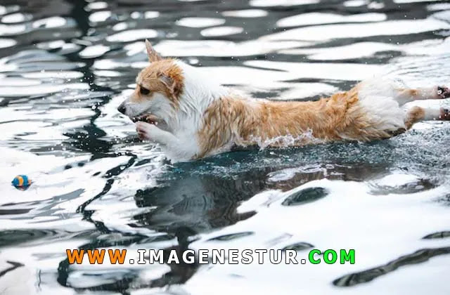 Funny Dog Swimming Captions and Quotes For Instagram