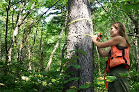 University of Vermont forest ecologist Ali Kosiba takes the measure of a red spruce. Her new research made a surprising discovery: red spruce is recovering, after decades of decline. (Credit: Alexandra Kosiba) Click to Enlarge.