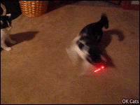 Crazy Kitten GIF • Playful kitten trying to catch the red dot, going around in circles until he gets DIZZY [ok-cats.com]