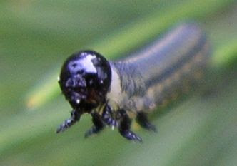 European sawfly larvae headshot