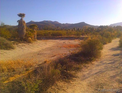 3. Agua Caliente Park dry pond-kab