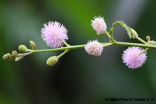 Catclaw Mimosa flowers