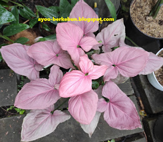 syngonium pink perfection