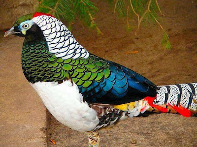 TheJungleStore.com Blog | Lady Amherst Pheasant