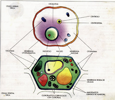 imagenes de la celula vegetal. sus partes. celula vegetal