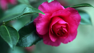 Pink Camellia Flower Cool Desktop Wallpaper