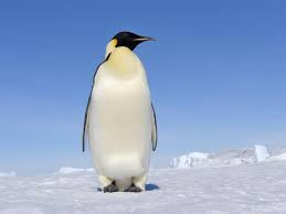  gambar  foto dan Walpaper pinguin Lucu gambar  lucu gif 