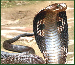 Indian King Cobra