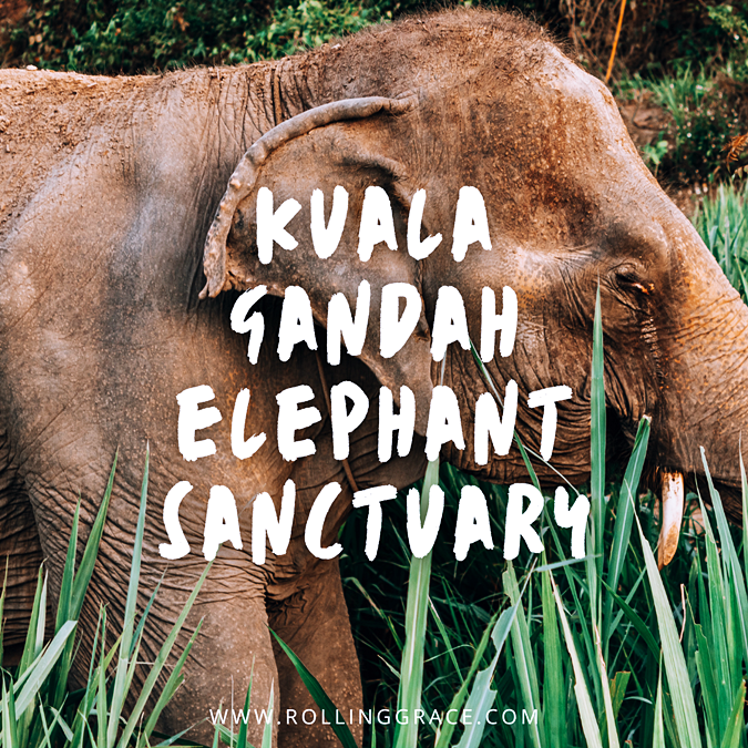 Kuala Gandah Elephant sanctuary Pahang