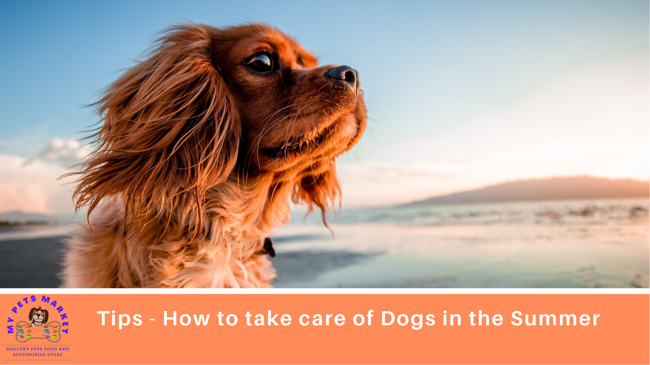 take care of Dogs in the Summer