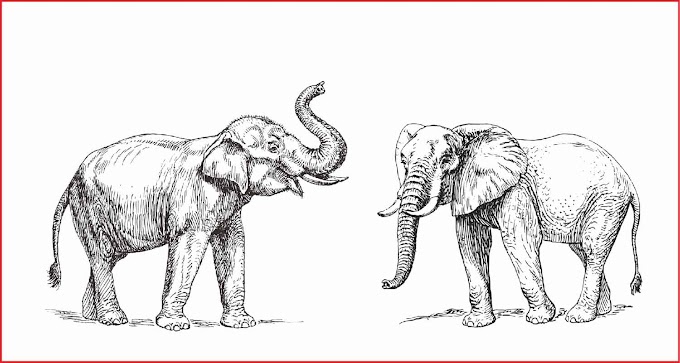 Sketsa Gajah Sederhana - +42 Sketsa Gambar Binatang Untuk Kolase | Gudangsket : Gajah adalah pemakan berat tanaman dan dikenal karena memiliki telinga besar.