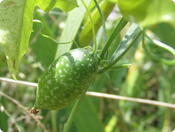 Creeping Cucumber Melothria Pendula (2)