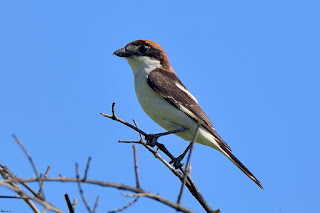 alcaudon comun-lanius senator-paseriformes-aves-alcaudon comun macho-