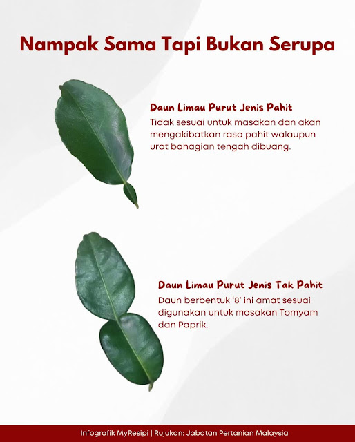 Daun limau purut, info daun limau purut, jenis daun limau purut , tips memilih daun limau purut