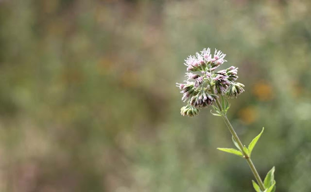 Joe-Pye Weed Flowers