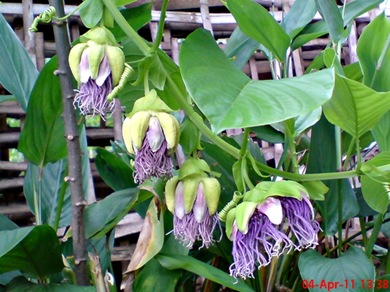 Passiflora quadrangularis_Markisa Besar_Erbis_Giant Granadila 13