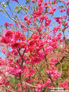 Cherry blossoms