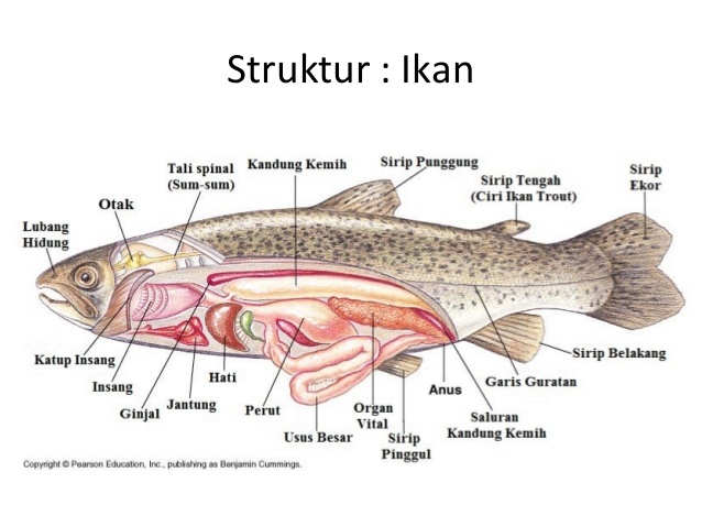 Gambar Struktur Bagian Tubuh Pisces Ikan Lengkap Fungsinya 