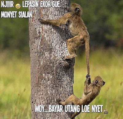 29 Meme Kata-Kata Lucu Andai Binantang Bisa Bicara Ini Kocak Banget