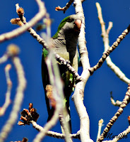 Cotorra argentina