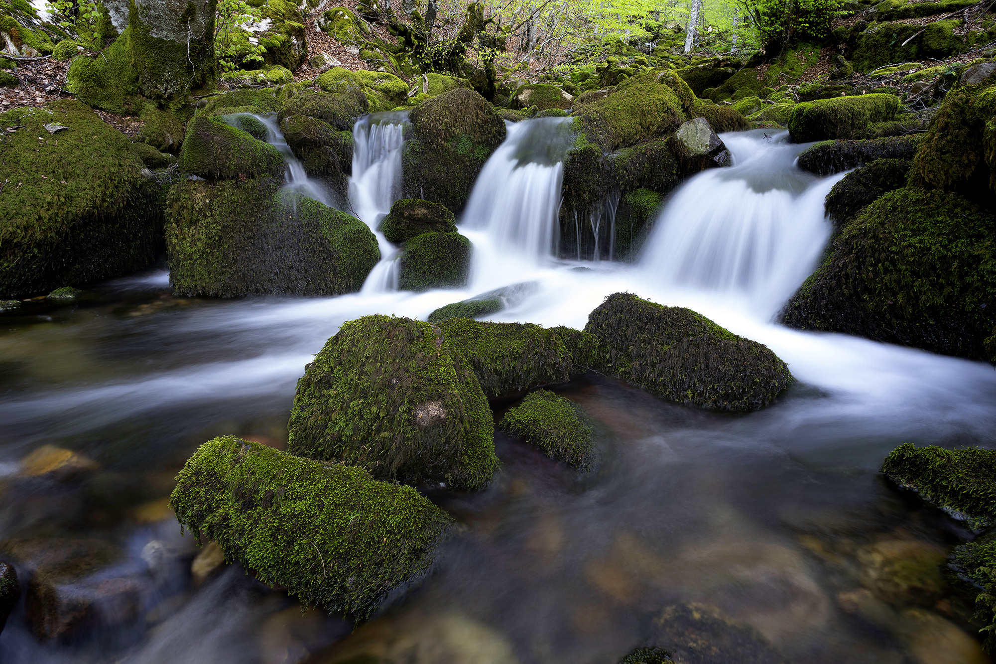 Cascadas en el hayedo de Argovejo Leon España