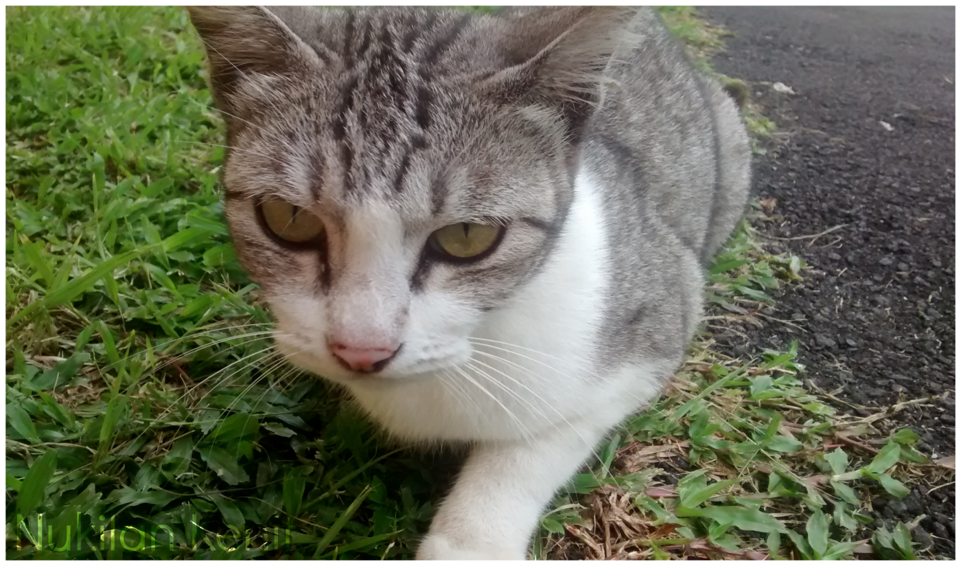 Rumah Kucing Kucing Kampung Gemuk Lucu