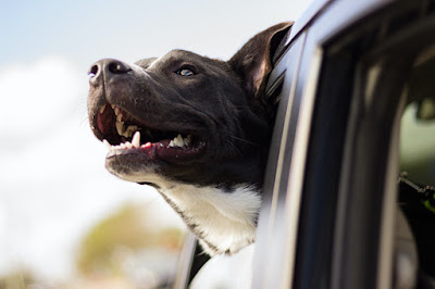 How to Get Paid to Sit on Pets and Travel the World | Roam Around Free