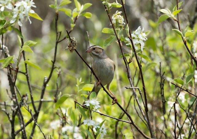 Clay-coloured Sparrow - Michigan, USA