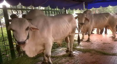 Sapi Brahman: Bobotnya dua kali sapi lokal - forumku