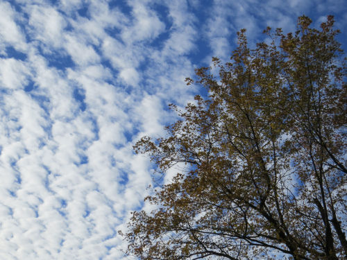 mackeral sky against a tree