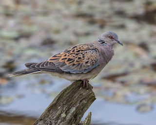 The turtle dove resides in Europe, plus parts of Asia and Africa. There are lessons to be learned from it, and how the Bible refers to turtle doves.