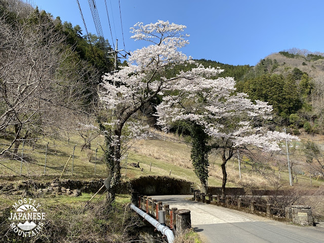 sakura on bridge