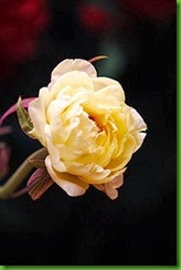 clip_image032