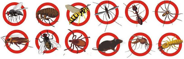 pest-removal-in-sydney