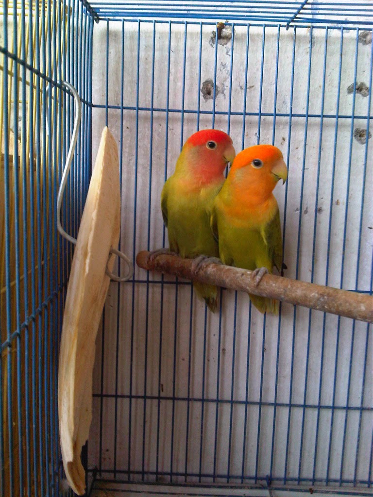 CARA MENJODOHKAN LOVEBIRD DENGAN GAMPANG LOVEBIRD NONKLEP