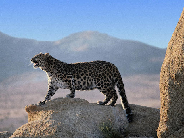 wild_cat_leopard_wallpaper_hd