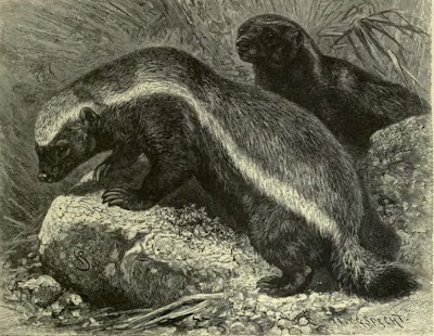 honey badger vs bear. honey badger vs wolverine.